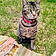 Tabbi