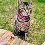 cat, tabby_cat, outdoor, grass, collar, pet, animal, yellow_eyes, patterned_blanket, fence, daylight, sitting, fur, whiskers, ears, nature, curious, domestic_cat, lawn, closeup