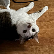 Princesse a rejoint le concours — aidez-le/la à gagner de superbes lots ! cat, animal, pet, floor, wooden_floor, white_fur, tabby_fur, lying_down, looking_upside_down, curious, indoor, close_up, feline, domestic_cat, whiskers, ears, floor_texture, playful, cozy, casual