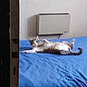 animal, bed, blue_bedspread, cat, comfortable, curious, domestic_animal, door_frame, feline, fur, heater, indoor, lying_down, paw, pet, relaxed, resting, striped_cat, whiskers, white_wall