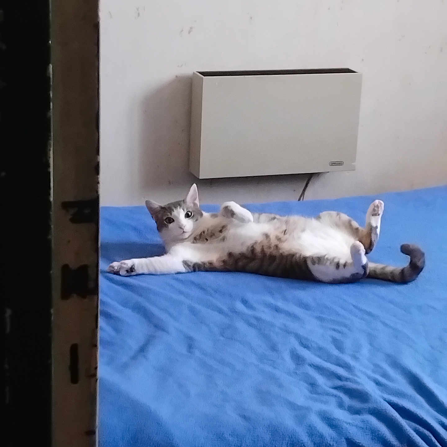 Cadou participe au concours pour gagner de l'argent avec cette photo : animal, bed, blue_bedspread, cat, comfortable, curious, domestic_animal, door_frame, feline, fur, heater, indoor, lying_down, paw, pet, relaxed, resting, striped_cat, whiskers, white_wall