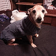 Roucky a rejoint le concours — aidez-le/la à gagner de superbes lots ! dog, sweater, bed, indoor, small_dog, knitwear, pet, looking_at_camera, furniture, chair, plastic_bag, wooden_desk, clutter, black_bedspread, close_up, animal, cute, domestic, portrait, cozy