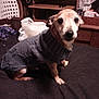 dog, sweater, bed, indoor, small_dog, knitwear, pet, looking_at_camera, furniture, chair, plastic_bag, wooden_desk, clutter, black_bedspread, close_up, animal, cute, domestic, portrait, cozy