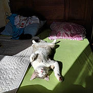 Cadoudale a rejoint le concours — aidez-le/la à gagner de superbes lots ! bed, blanket, cat, cozy, domestic_animal, feline, fur, green_sheet, home, indoor, nap, peaceful, pillow, pink_nose, quiet, relaxation, resting, sleeping, sunlight, wooden_headboard