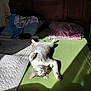 cat, sleeping, bed, pillow, blanket, sunlight, indoor, wooden_headboard, relaxation, nap, feline, domestic_animal, fur, pink_nose, green_sheet, cozy, resting, home, quiet, peaceful