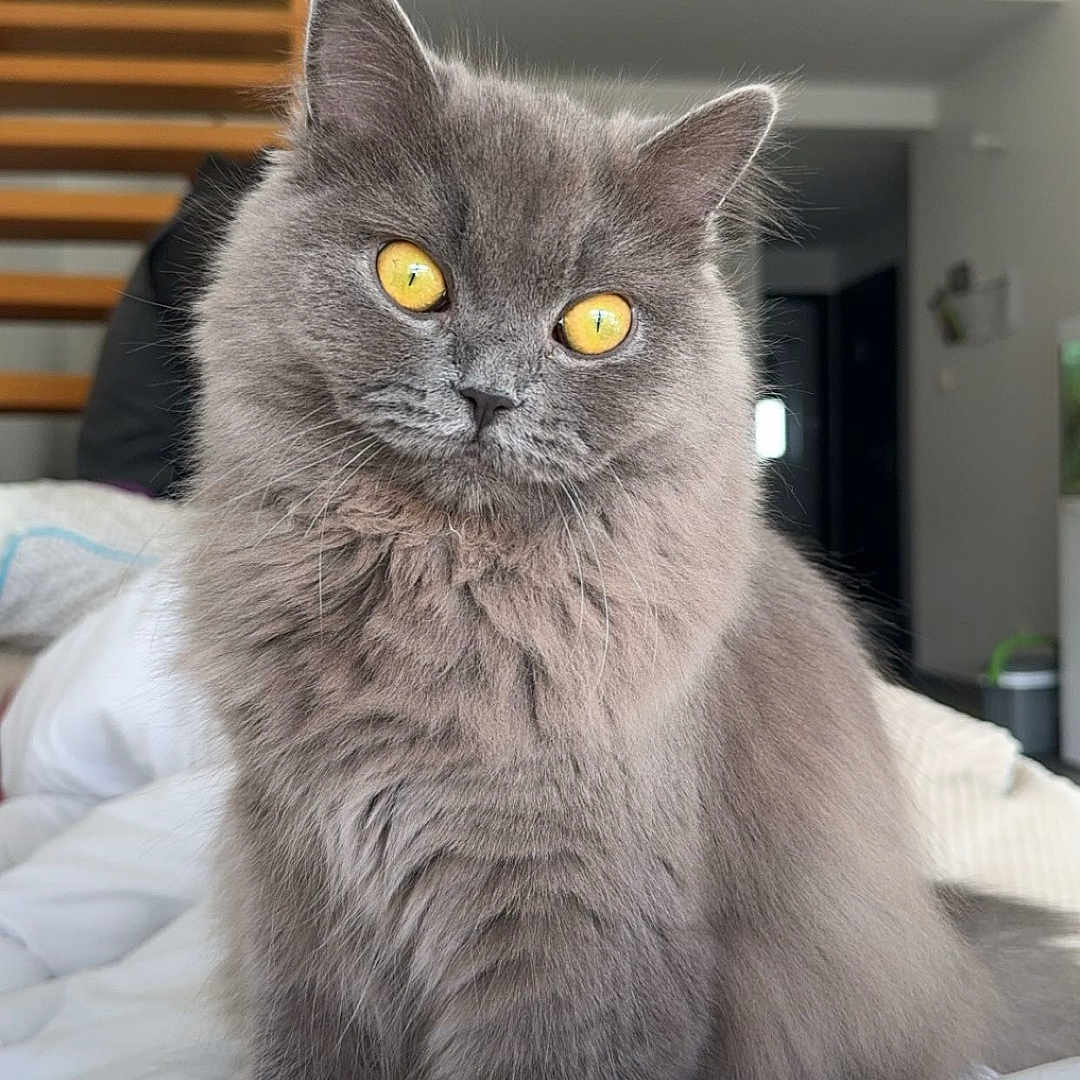 Uzia a rejoint le concours — aidez-le/la à gagner de superbes lots ! angora, animal, architecture, bed, bedroom, blanket, building, cat, furniture, homedecor, house, housing, indoors, kitten, linen, manx, pet, room, staircase, wood