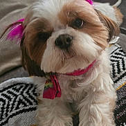 Bear is registered to the contest to win money with this photo: adorable, animal, blanket, close_up, collar, cozy, cute, dog, domestic_animal, ears, face, fluffy, fur, indoor, lying_down, patterned_blanket, pet, pink_feather, puppy, small_dog