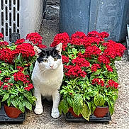 Michu joined the competition — help win amazing prizes! cat, flowers, red_flowers, green_leaves, plants, potted_plants, outdoor, concrete, urban, black_and_white_cat, animal, pet, curious, nature, garden, plant_pots, flora, sitting, daylight, closeup