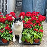 cat, flowers, red_flowers, green_leaves, plants, potted_plants, outdoor, concrete, urban, black_and_white_cat, animal, pet, curious, nature, garden, plant_pots, flora, sitting, daylight, closeup