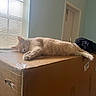 Houston joined the competition — help win amazing prizes! cat, sleeping, cardboard_box, indoor, window_blinds, light, relaxation, feline, pet, home, cozy, resting, orange_cat, domestic_cat, quiet, peaceful, animal, soft_light, furniture, casual