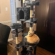 Houston joined the competition — help win amazing prizes! cat, cat_tree, orange_cat, indoor, furniture, scratching_post, plush, wooden_floor, living_room, pet, animal, domestic, cozy, multi_level, perch, resting, comfortable, home, interior, relaxed