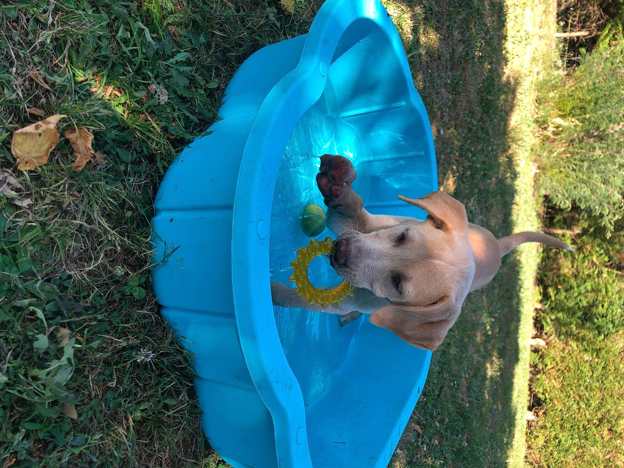 Roxy a rejoint le concours — aidez-le/la à gagner de superbes lots ! fawn, leaf, leisure