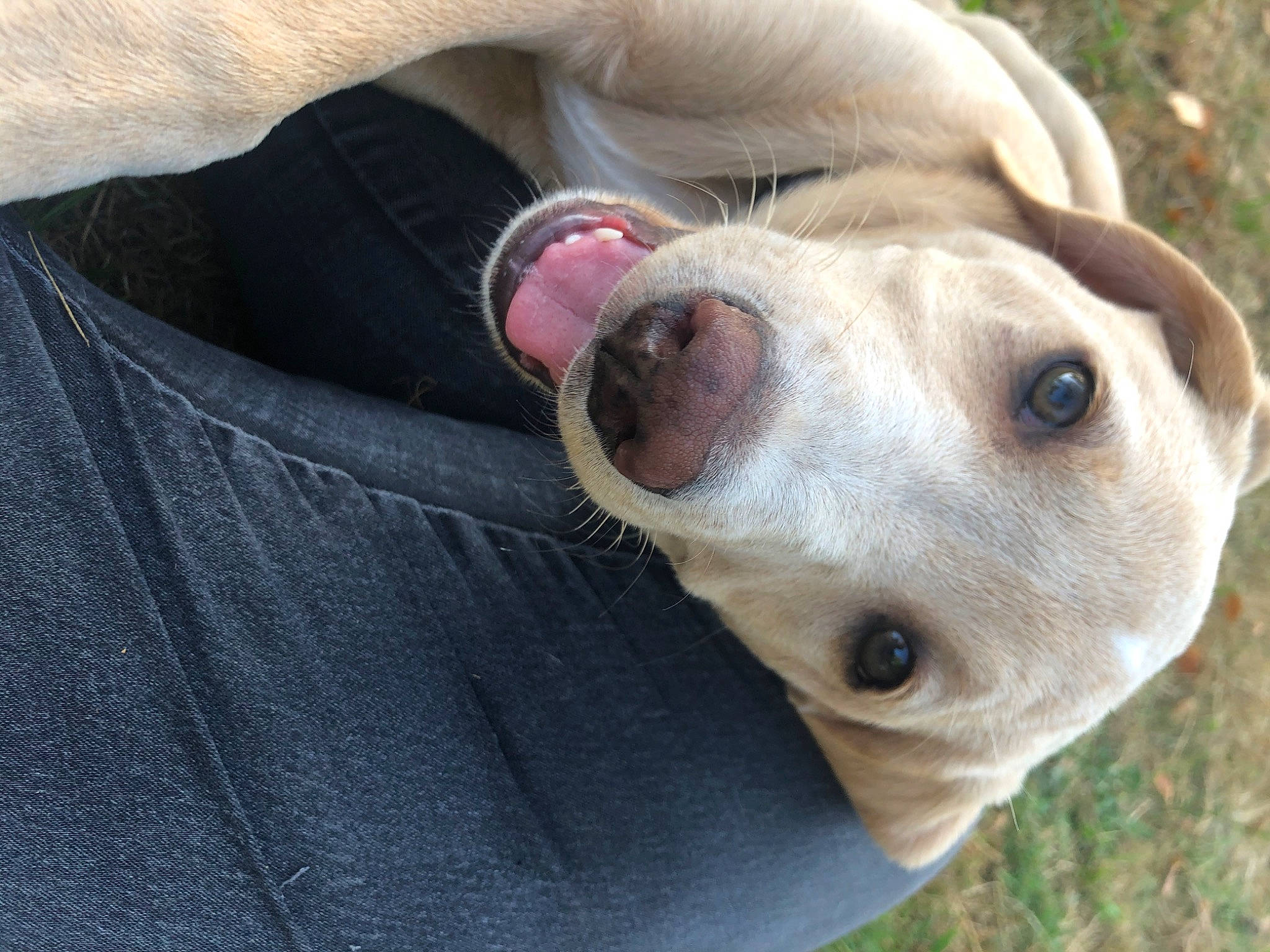 Roxy participe au concours pour gagner de l'argent avec cette photo : american_pit_bull_terrier, american_staffordshire_terrier, canidae, carnivore, dog, dog_breed, ear, fawn, mammal, non_sporting_group, nose, pit_bull, puppy, snout, sporting_group