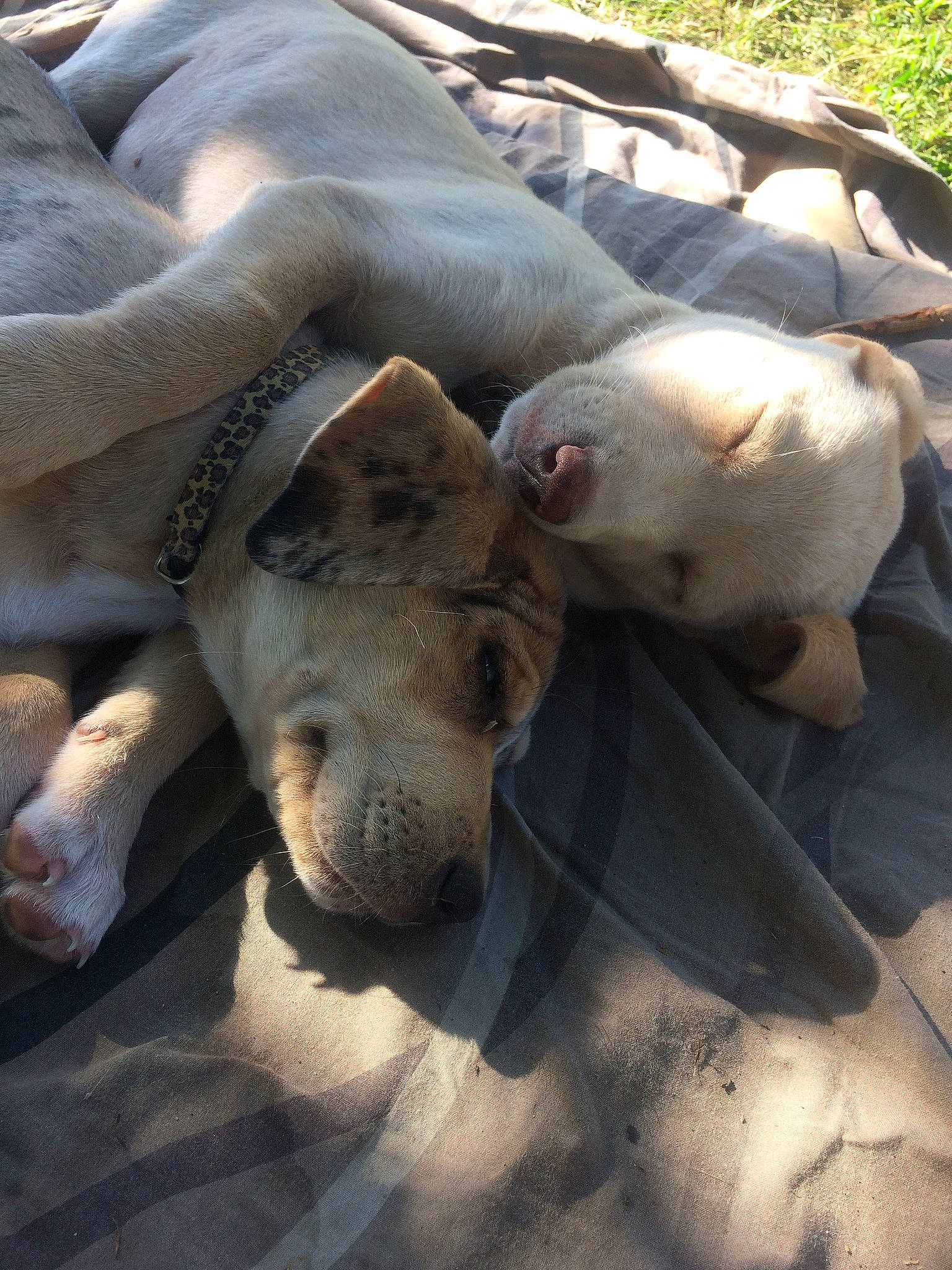 Roxy a rejoint le concours — aidez-le/la à gagner de superbes lots ! american_pit_bull_terrier, canidae, carnivore, dog, dog_breed, dogo_argentino, fawn, mammal, non_sporting_group, pit_bull, snout, vertebrate