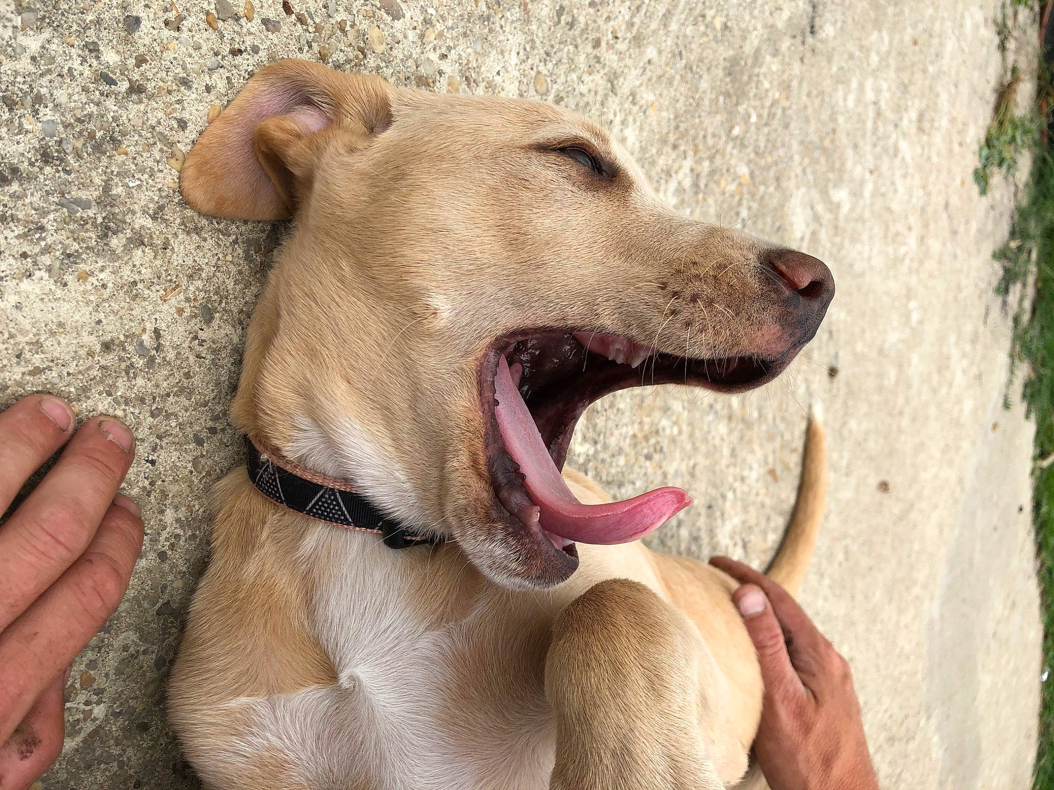 Roxy a rejoint le concours — aidez-le/la à gagner de superbes lots ! africanis, ancient_dog_breeds, aspin, canidae, carnivore, chippiparai, dog, dog_breed, facial_expression, fawn, galgo_espanol, greyhound, hunting_dog, mammal, mouth, potcake_dog, snout, sporting_group, street_dog, vertebrate