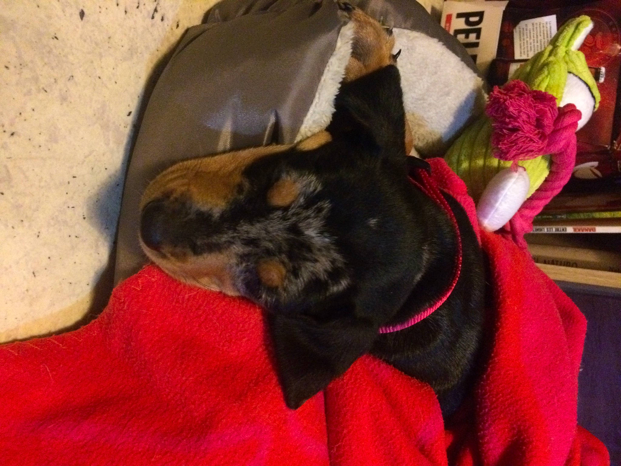 Neika a rejoint le concours — aidez-le/la à gagner de superbes lots ! boxer, canidae, carnivore, dog, dog_breed, ear, fawn, french_bulldog, great_dane, guard_dog, non_sporting_group, pink, puppy, snout