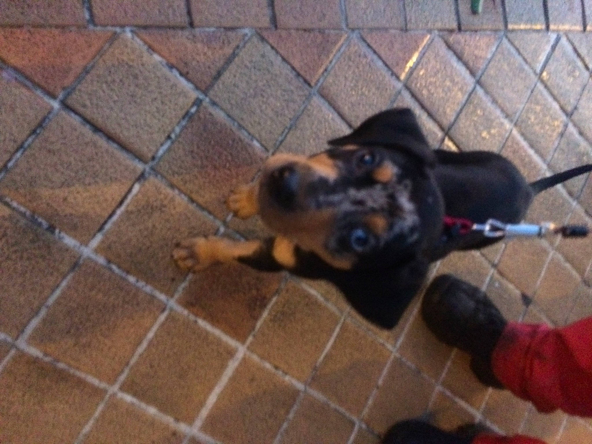 Neika a rejoint le concours — aidez-le/la à gagner de superbes lots ! canidae, carnivore, dog, dog_breed, fawn, guard_dog, rottweiler, snout, sporting_group, working_dog