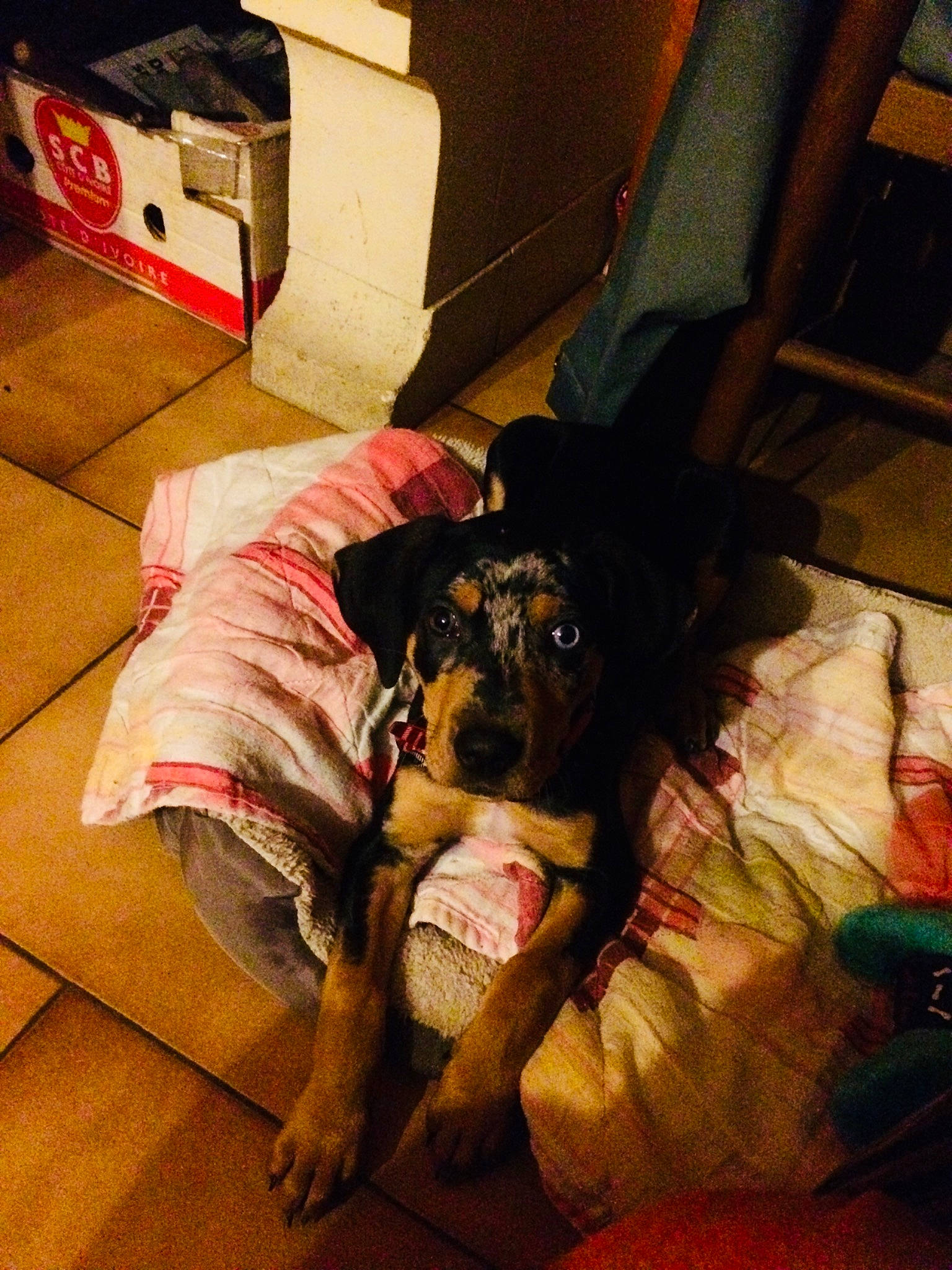 Neika participe au concours pour gagner de l'argent avec cette photo : canidae, carnivore, companion_dog, dog, dog_breed, floor, guard_dog, miniature_pinscher, puppy, rottweiler, snout, sporting_group