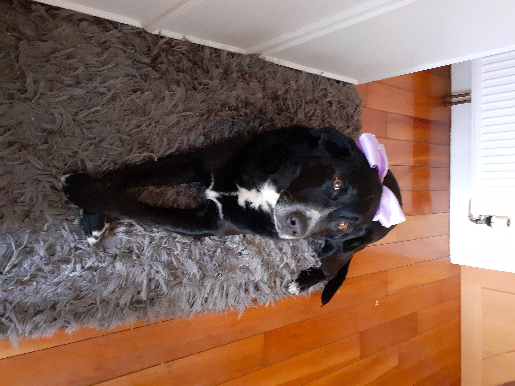 Holly is registered to the contest to win money with this photo: canidae, carnivore, companion_dog, dog, dog_breed, fawn, floor, flooring, fur, guard_dog, hardwood, laminate_flooring, living_room, room, snout, sporting_group, tail, wood, wood_flooring, working_animal