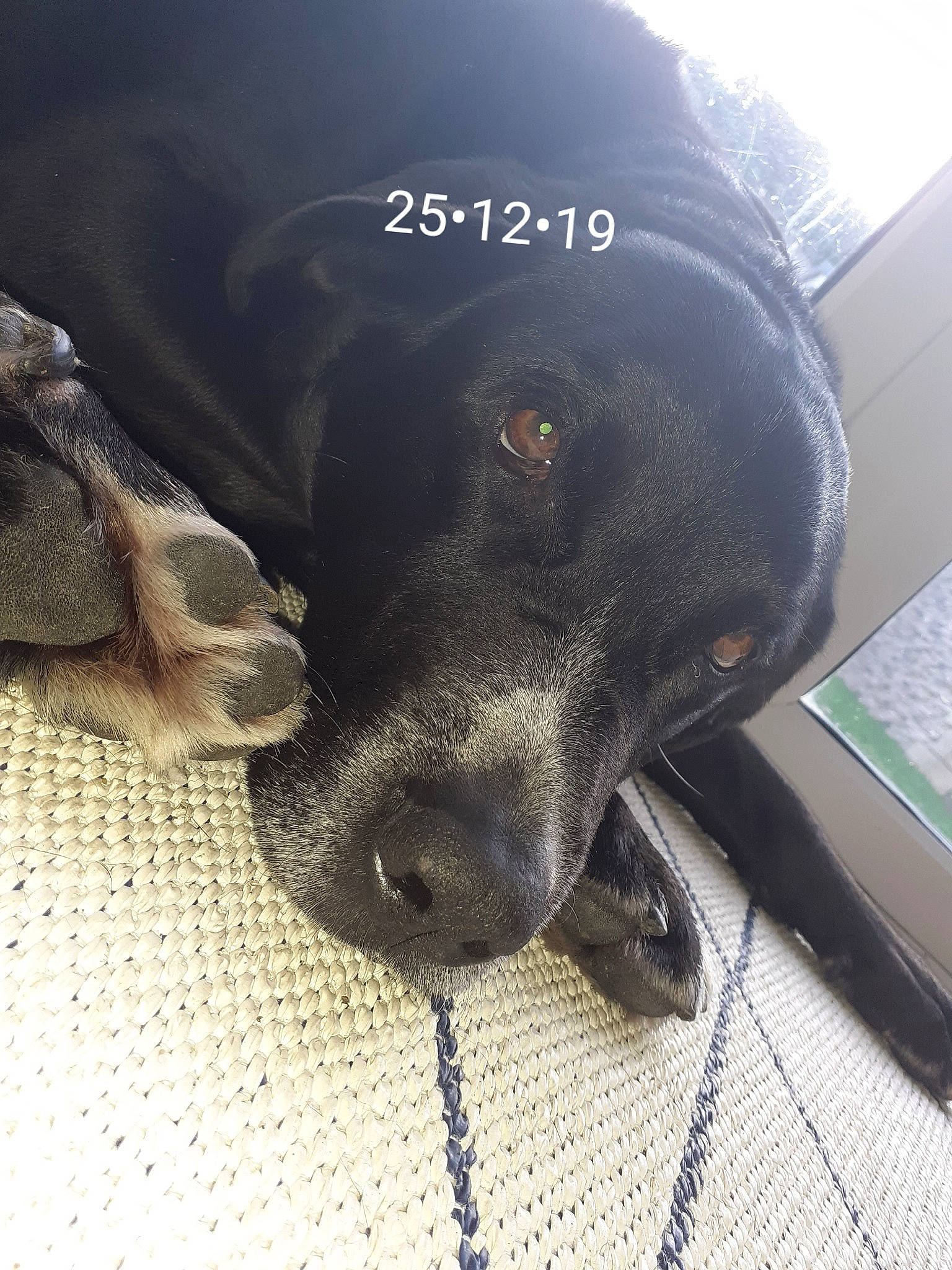 Holly joined the competition — help win amazing prizes! borador, carnivore, collar, companion_dog, dog, dog_breed, dog_collar, electric_blue, flooring, fur, liver, mammal, metal, pet_supply, retriever, snout, sporting_group, whiskers, windshield, working_animal