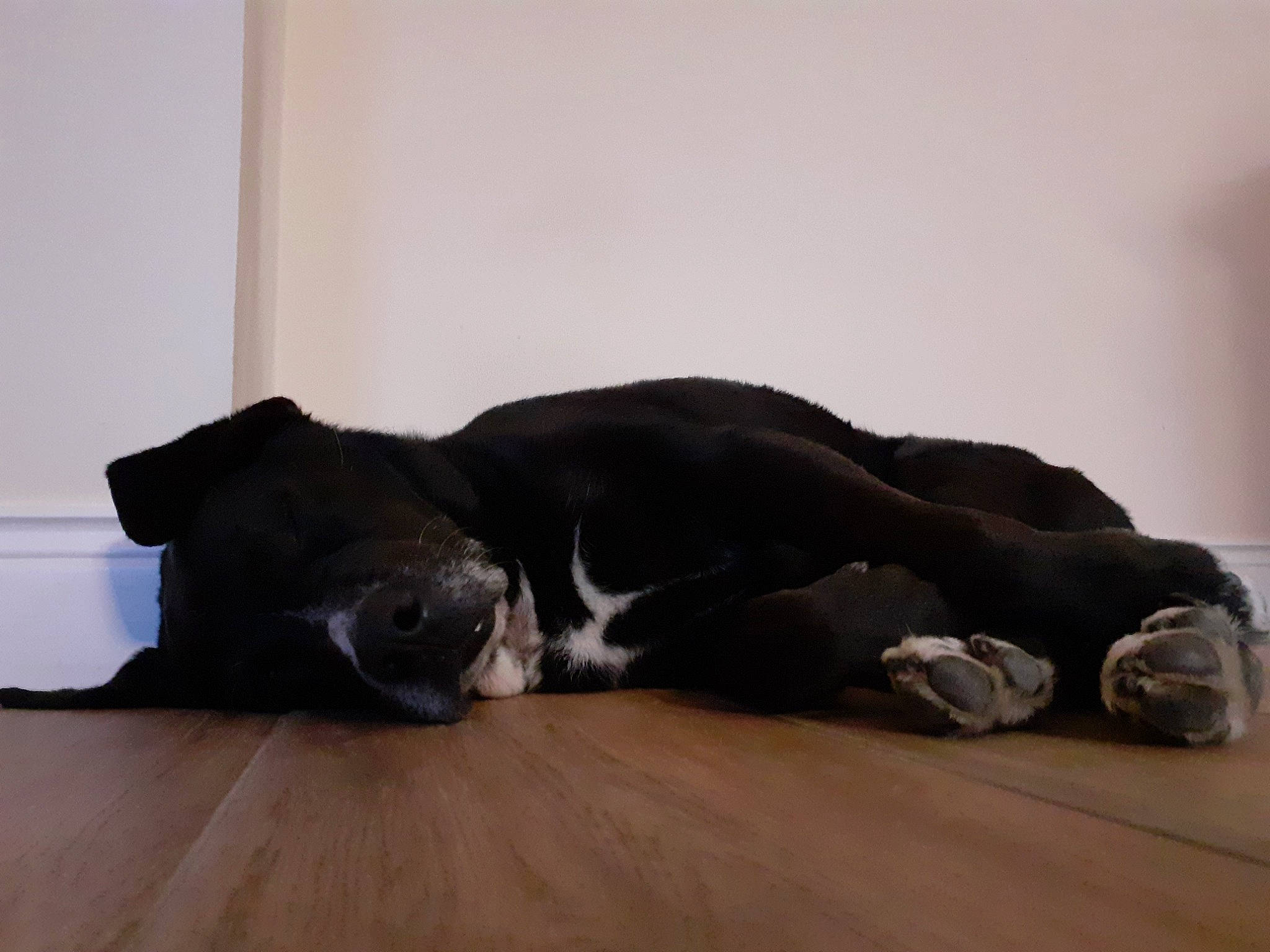 Holly joined the competition — help win amazing prizes! canidae, carnivore, comfort, companion_dog, dog, dog_breed, felidae, flooring, fur, great_dane, grey, hardwood, linens, paw, small_to_medium_sized_cats, tail, terrestrial_animal, whiskers, wood, wood_flooring