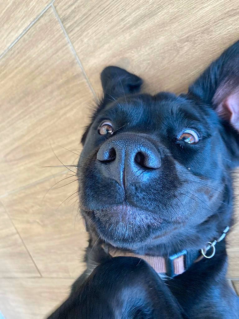 Indie is registered to the contest to win money with this photo: blue, canidae, carnivore, collar, companion_dog, dog, dog_breed, dog_collar, dog_supply, ear, electric_blue, eye, fawn, fur, head, jaw, snout, sporting_group, whiskers, working_animal