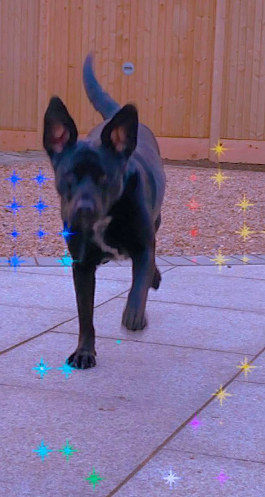 Indie is registered to the contest to win money with this photo: blue, canidae, carnivore, collar, companion_dog, dog, dog_breed, dog_supply, door, fawn, flooring, guard_dog, paw, pet_supply, snout, sporting_group, tail, toy_dog, whiskers, working_animal