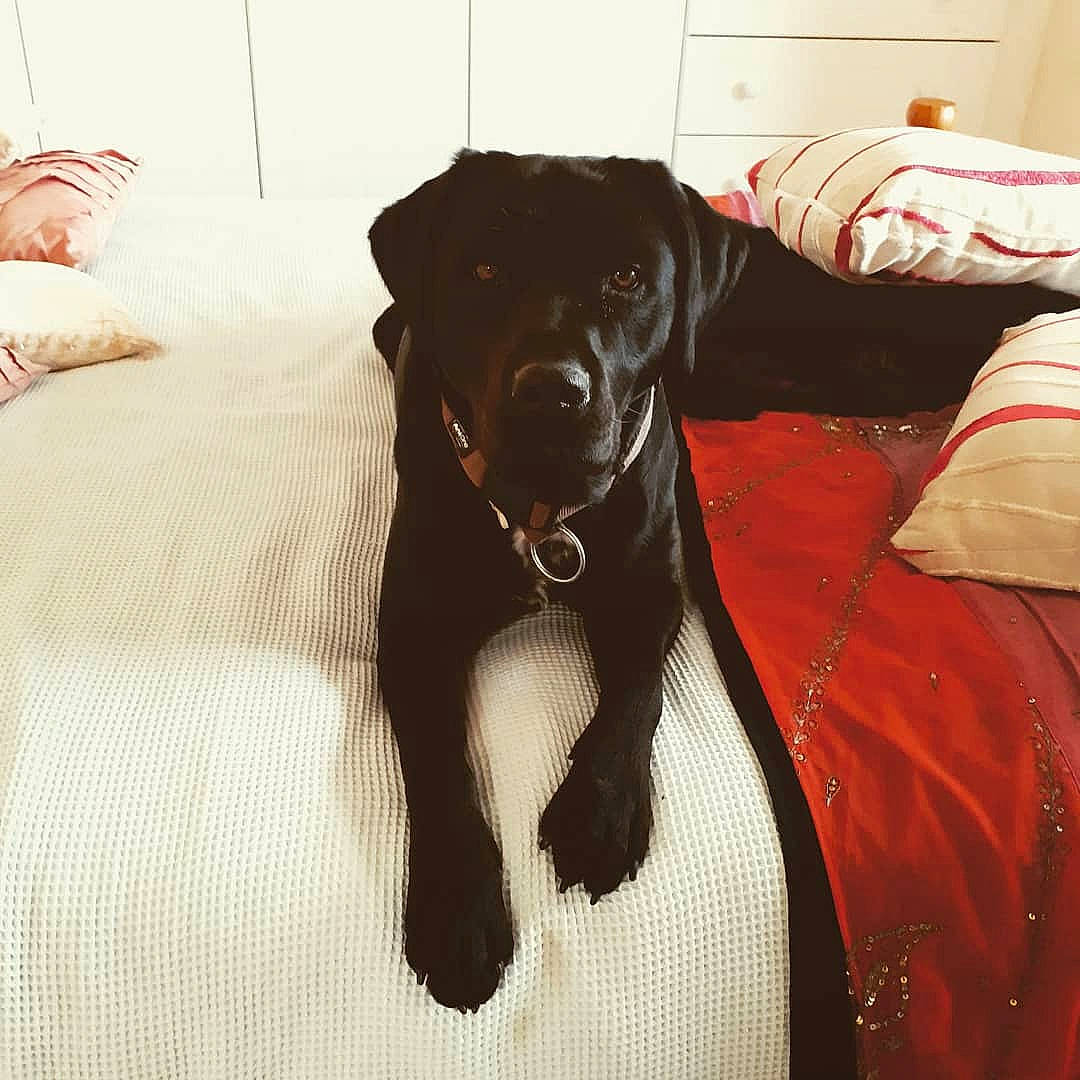 Indie is registered to the contest to win money with this photo: borador, canidae, carnivore, collar, comfort, companion_dog, dog, dog_breed, dog_collar, dog_supply, fawn, fur, liver, pet_supply, retriever, sleeve, snout, sporting_group, working_animal