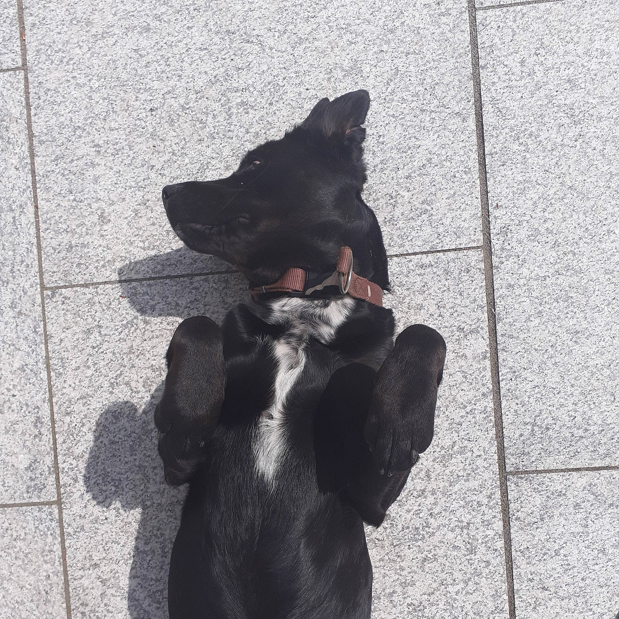 Indie joined the competition — help win amazing prizes! asphalt, black_cat, carnivore, companion_dog, dog_breed, felidae, floor, flooring, foot, gesture, grey, hand, leg, monochrome_photography, road_surface, sidewalk, small_to_medium_sized_cats, snout, tail, tints_and_shades