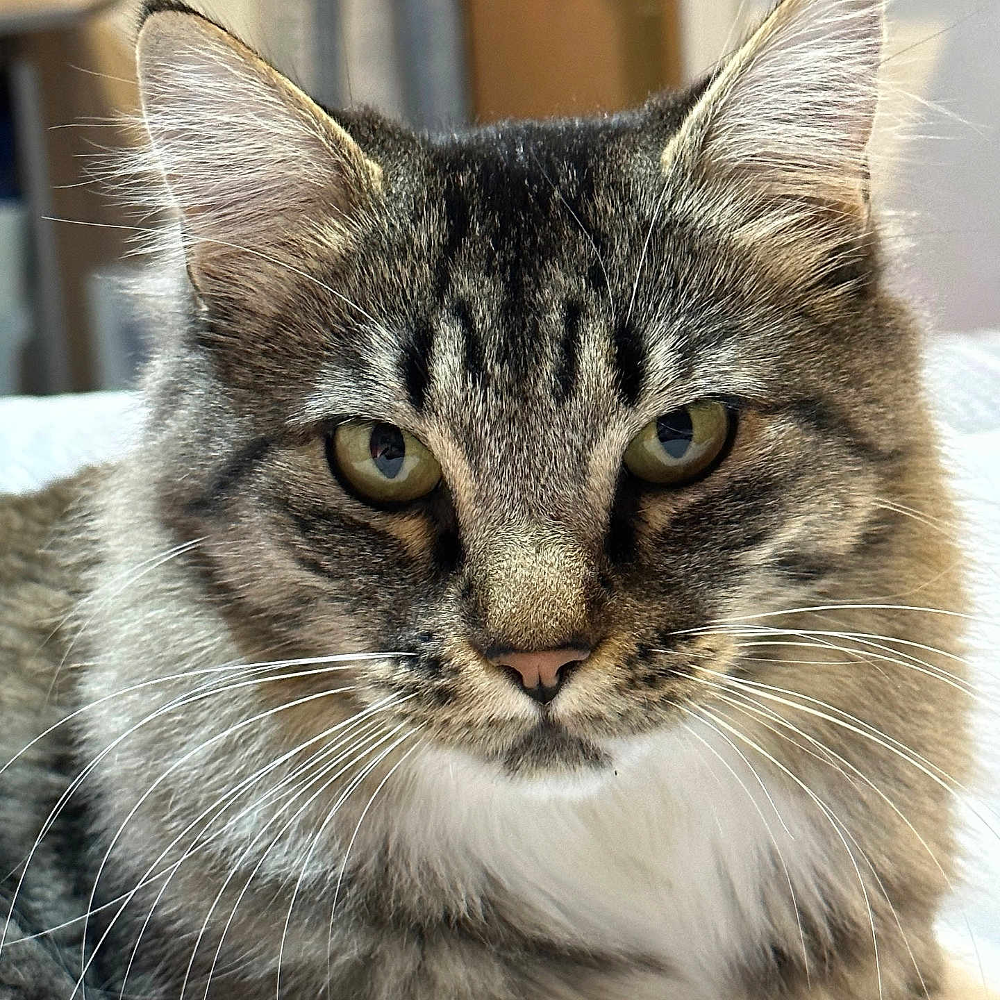 Cleo joined the competition — help win amazing prizes! animal, cat, close_up, cozy, cute, domestic_cat, ears, face, feline, fluffy, fur, green_eyes, indoor, muzzle, pet, portrait, relaxed, soft_light, tabby, whiskers