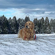 Chloe Joy joined the competition — help win amazing prizes! dog, golden_retriever, snow, winter, outdoor, trees, evergreen, landscape, field, calm, animal, canine, nature, cold, fur, pet, leash, sky, cloudy, serene