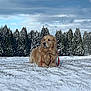 dog, golden_retriever, snow, winter, outdoor, trees, evergreen, landscape, field, calm, animal, canine, nature, cold, fur, pet, leash, sky, cloudy, serene