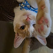 Butters is registered to the contest to win money with this photo: cat, ginger_cat, white_cat, pet, animal, feline, upside_down, close_up, portrait, paw, pink_paw_pads, whiskers, blue_collar, fluffy, fur, indoors, playful, curious, camera, funny