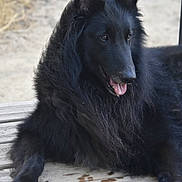 Mr Spock participe au concours pour gagner de l'argent avec cette photo : alert, animal, black_dog, blurred_background, canine, dark_fur, dog, fluffy, happy, large_dog, long_hair, lying_down, natural_light, open_mouth, outdoor, pet, pink_tongue, pointed_ears, portrait, wooden_deck