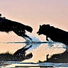 Mr Spock participe au concours pour gagner de l'argent avec cette photo : action, animal, black_dogs, dog, dogs, jumping, landscape, motion, outdoors, pastel_sky, photography, reflection, running, shoreline, silhouette, splash, sprinting, sunset, water, wetland