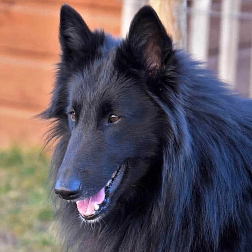 Mr Spock participe au concours pour gagner de l'argent avec cette photo : alert, animal_portrait, backyard, belgian_shepherd, black_dog, canine, close_up, dog, fluffy, fur, grass, happy, long_hair, open_mouth, outdoor, photography, pointy_ears, smiling, tongue, wooden_fence