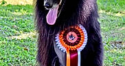 Mr Spock participe au concours pour gagner de l'argent avec cette photo : animal, award, black_dog, champion, competition, daylight, dog, fluffy, garden, grass, greenery, long_hair, outdoors, pet, pointed_ears, portrait, ribbon, rosette, sitting, tongue_out