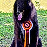 animal, award, black_dog, champion, competition, daylight, dog, fluffy, garden, grass, greenery, long_hair, outdoors, pet, pointed_ears, portrait, ribbon, rosette, sitting, tongue_out