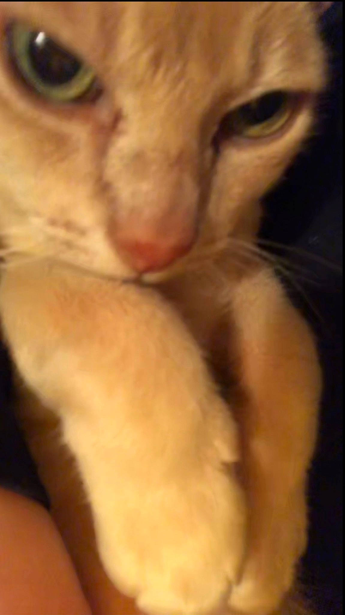 Amadeus is registered to the contest to win money with this photo: carnivore, cat, claw, domestic_short_haired_cat, ear, eyelash, fawn, felidae, fur, paw, small_to_medium_sized_cats, terrestrial_animal, whiskers