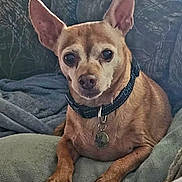 Odi is registered to the contest to win money with this photo: animal, canine, closeup, collar, comfortable, companion, couch, cute, dog, domestic_animal, ears, furniture, indoor, looking_at_camera, paw, pet, relaxed, resting, small_dog, tan_dog