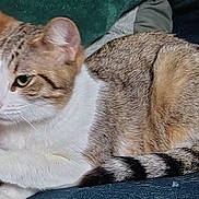 Rosie is registered to the contest to win money with this photo: cat, tabby_cat, white_fur, striped_tail, animal, pet, feline, relaxed, lounging, indoor, closeup, fur, whiskers, ears, eyes, mammal, resting, domestic_animal, cute, companion