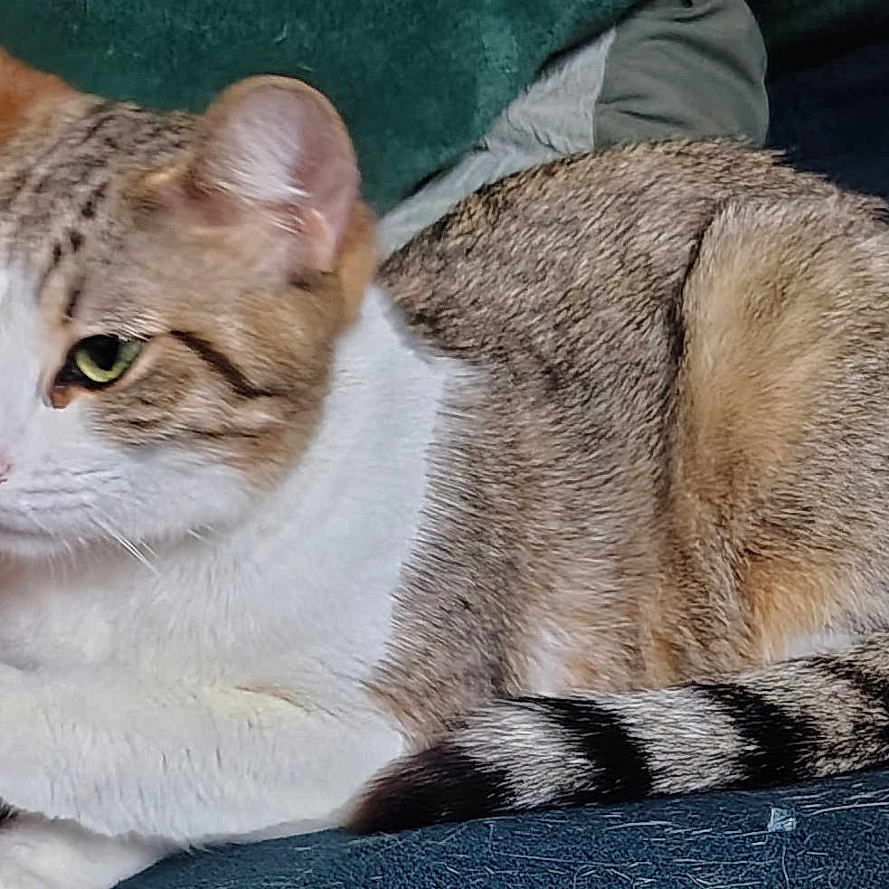 Rosie