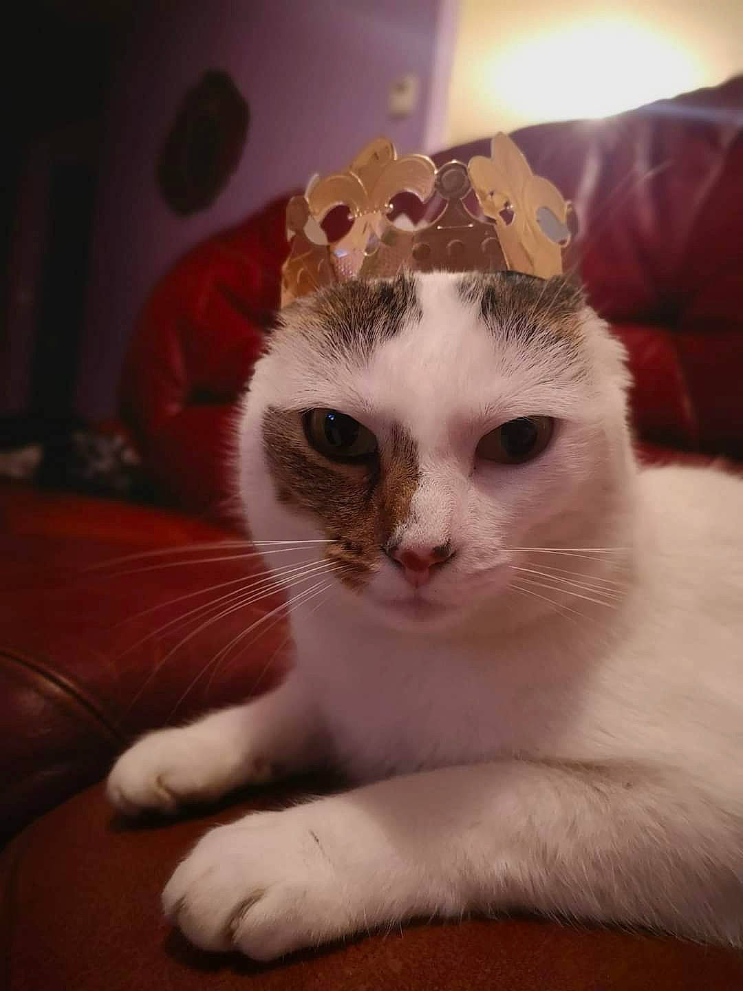 Lila a rejoint le concours — aidez-le/la à gagner de superbes lots ! carnivore, cat, claw, comfort, domestic_short_haired_cat, ear, fawn, felidae, fur, head, linens, paw, small_to_medium_sized_cats, snout, tail, whiskers, window