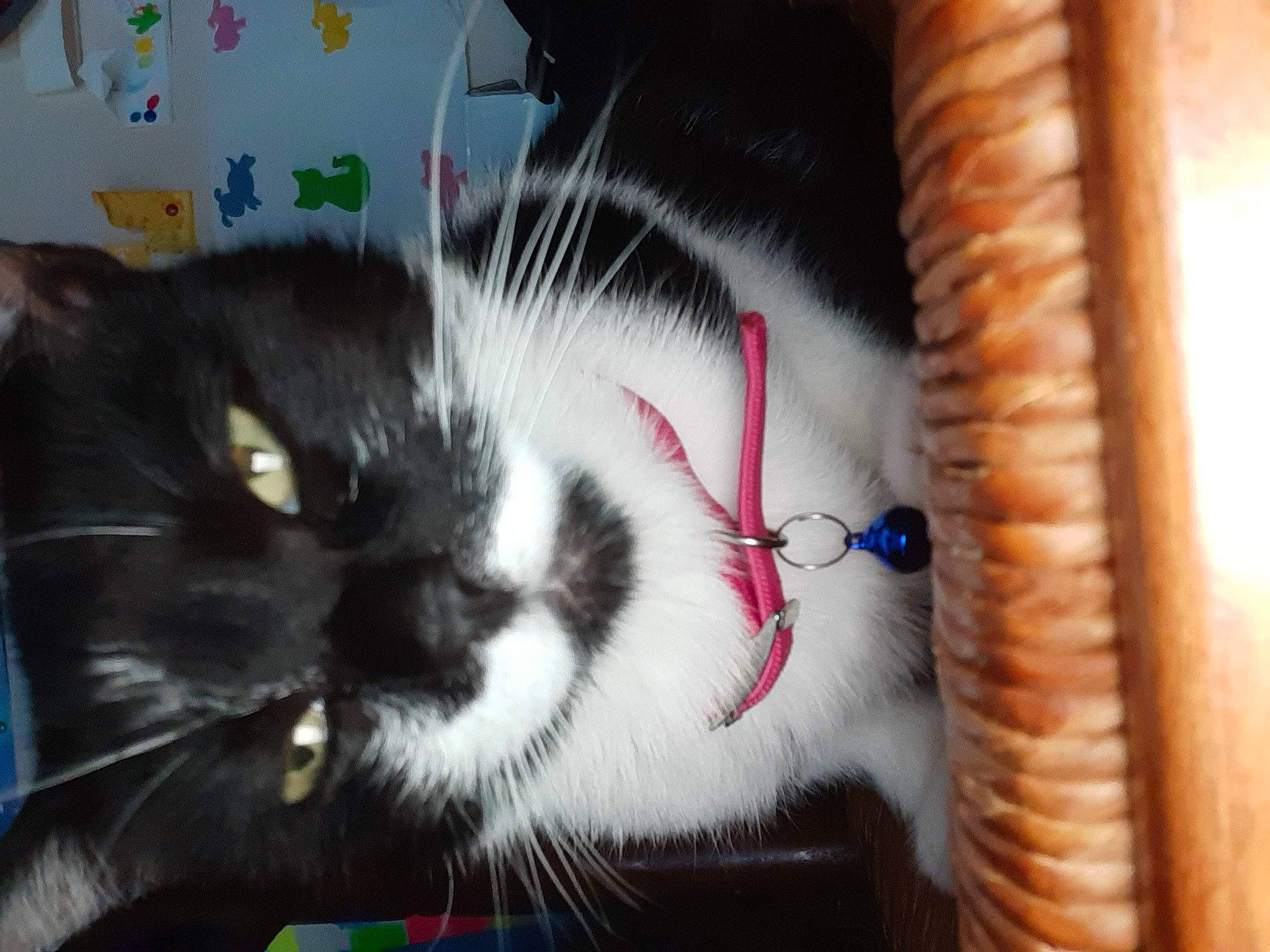 Fleufy a rejoint le concours — aidez-le/la à gagner de superbes lots ! art, box, cardboard, carnivore, cat, claw, comfort, domestic_short_haired_cat, fashion_accessory, felidae, fur, paw, small_to_medium_sized_cats, snout, tail, whiskers, wool