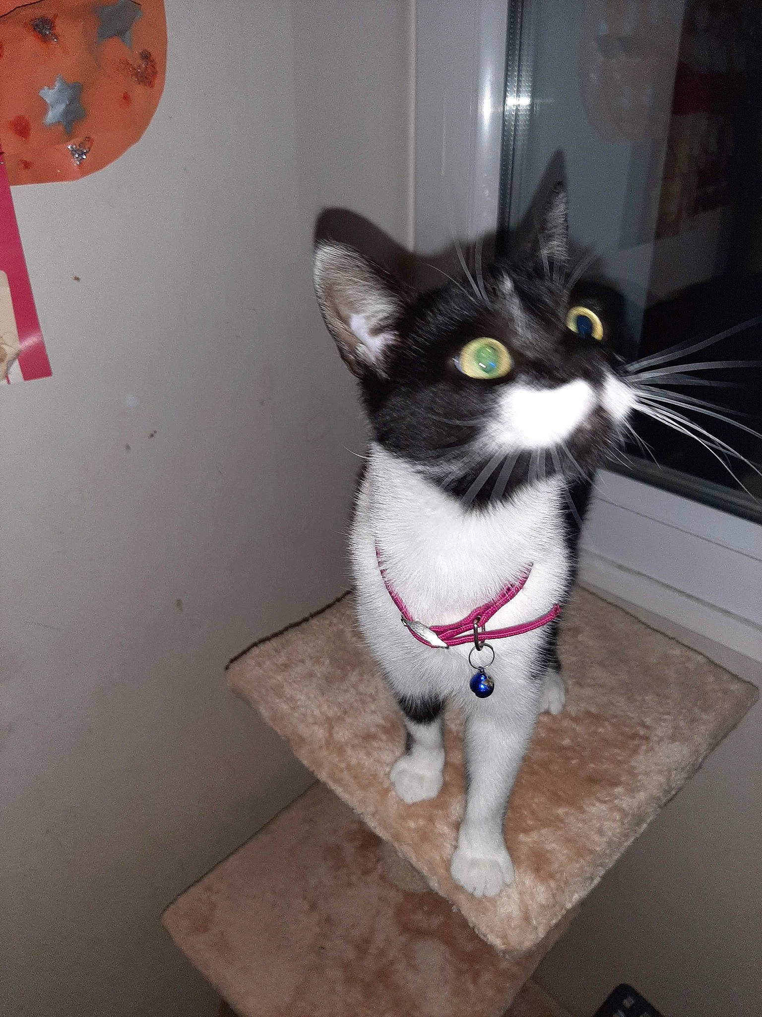 Fleufy participe au concours pour gagner de l'argent avec cette photo : art, carnivore, cat, domestic_short_haired_cat, felidae, flooring, fur, grey, small_to_medium_sized_cats, snout, tail, whiskers, window