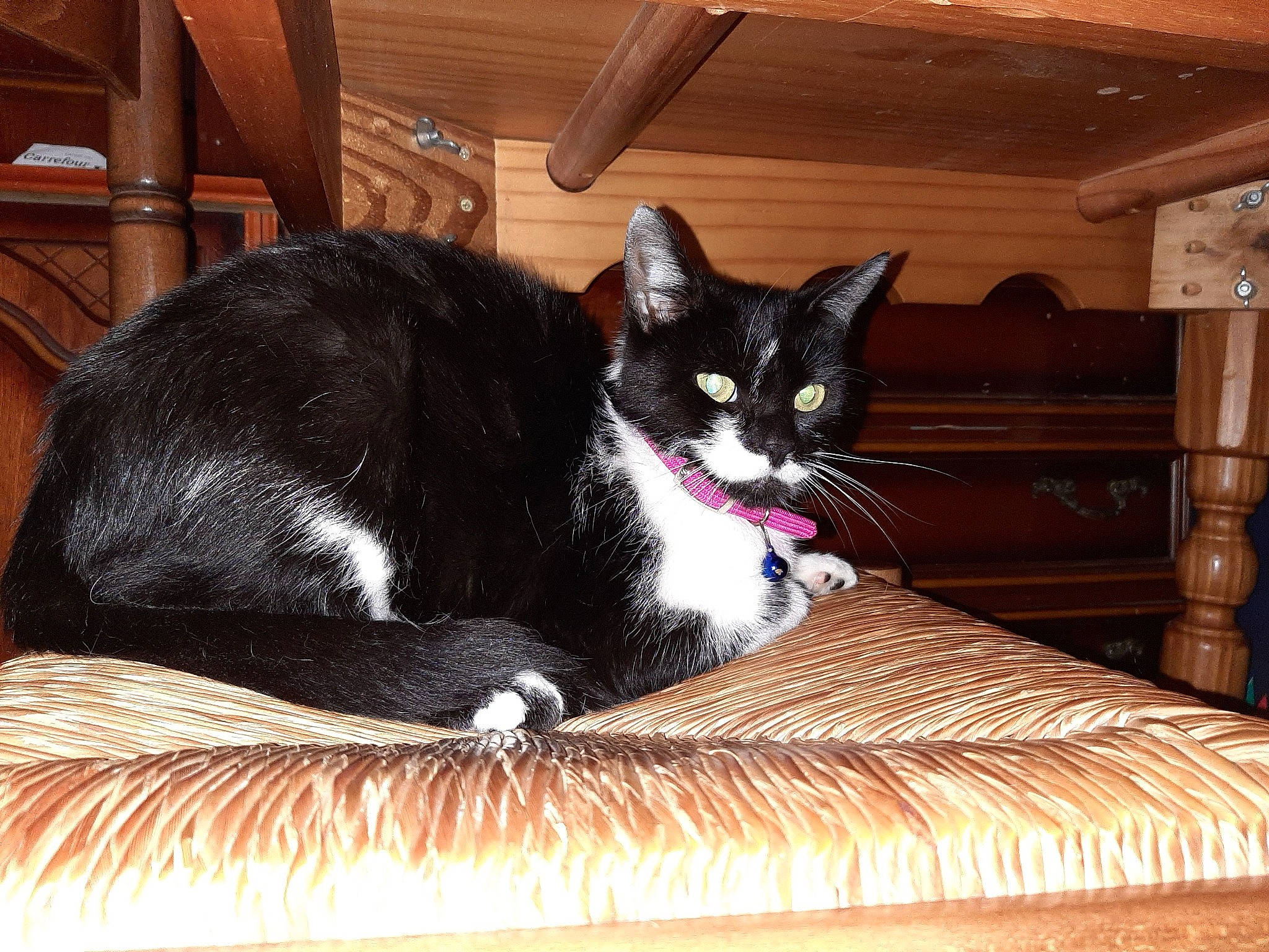 Fleufy a rejoint le concours — aidez-le/la à gagner de superbes lots ! bed, bedding, black_cat, carnivore, cat, cat_supply, comfort, domestic_short_haired_cat, felidae, fur, hardwood, linens, room, sitting, small_to_medium_sized_cats, tail, whiskers, wood