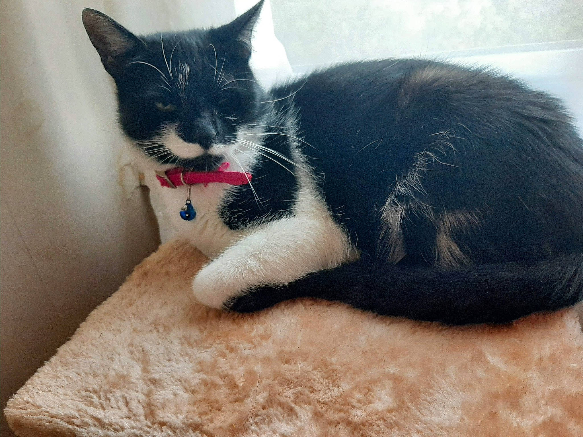 Fleufy a rejoint le concours — aidez-le/la à gagner de superbes lots ! black_cat, carnivore, cat, claw, comfort, domestic_short_haired_cat, electric_blue, felidae, foot, fur, grey, paw, sitting, small_to_medium_sized_cats, snout, tail, whiskers, window