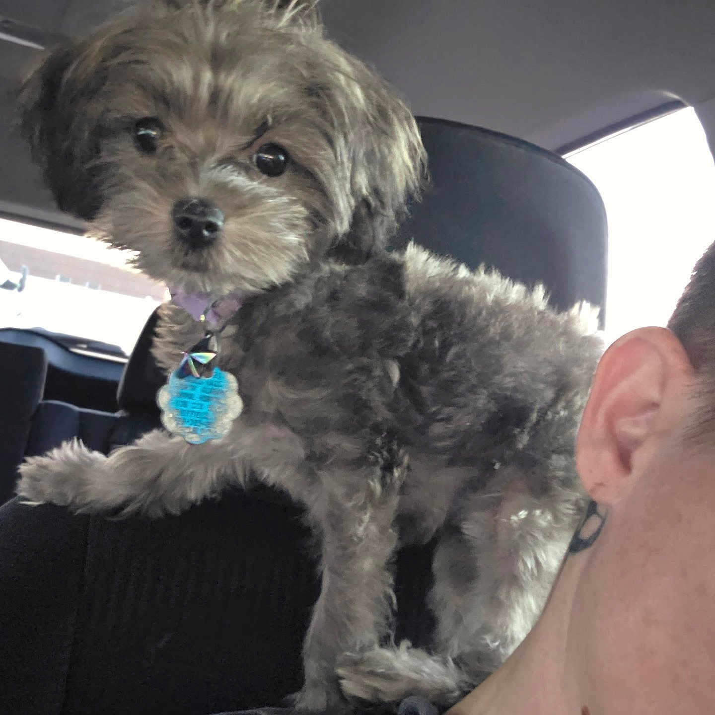 Kali Jo is registered to the contest to win money with this photo: adorable, animal, black_fur, car_interior, close_up, collar, companion, curious, cute, dog, ear, fur, indoors, person, pet, portrait, seat, shoulder, small_dog, tag