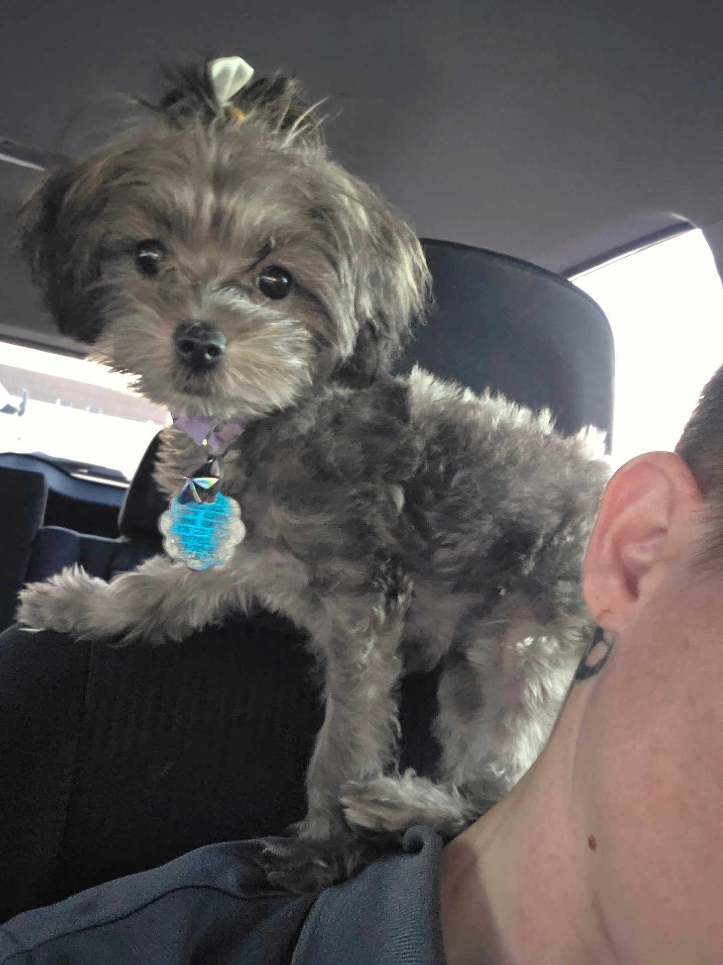 Kali Jo is registered to the contest to win money with this photo: dog, small_dog, pet, fur, collar, tag, car_interior, seat, person, shoulder, ear, close_up, cute, animal, indoors, portrait, black_fur, curious, companion, adorable