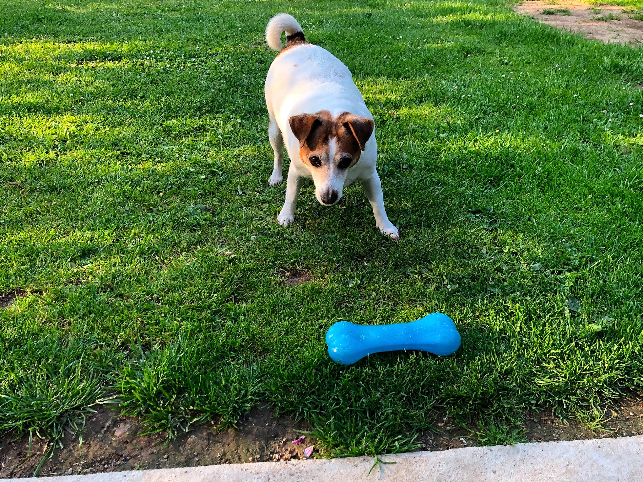 Elya participe au concours pour gagner de l'argent avec cette photo : canidae, carnivore, companion_dog, danish_swedish_farmdog, dog, dog_breed, grass, jack_russell_terrier, lawn, mammal, parson_russell_terrier, russell_terrier, sporting_group, tail